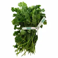 Cilantro